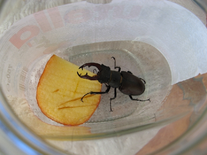 ho trovato un Lucanus Cervus (Cervo Volante) consigli grz